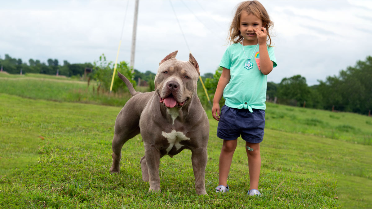 Featured image for “Socializing Your Bully Puppy”